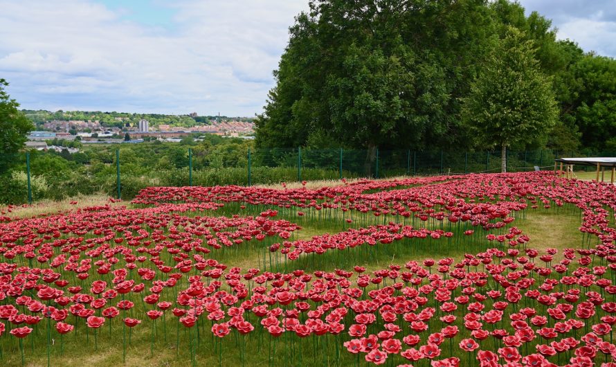 Poppies at International Bomber Command Centre, Lincoln
