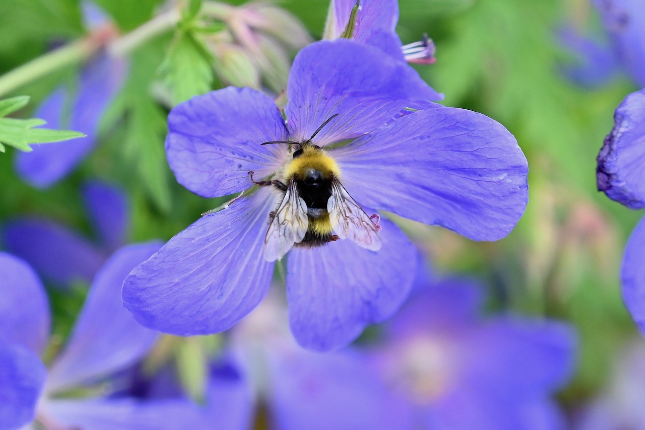 Bees in Upper Rissington